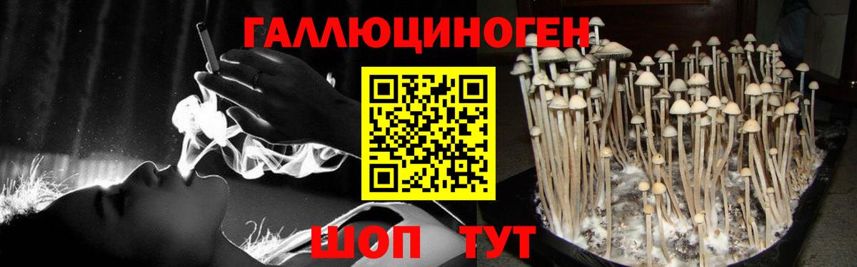 Псилоцибиновые грибы Psilocybine cubensis Кольчугино
